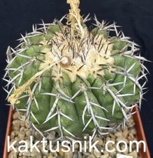 Discocactus latispinus hu639 usato  Spedire a Italy