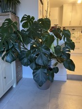 Monstera large indoor for sale  BROMLEY