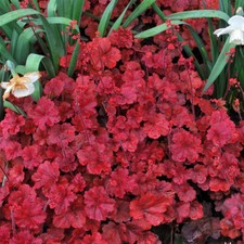 Heuchera cherry cola for sale  UK