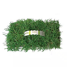 Centipede grass plugs for sale  Houston