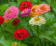 Zinnia oklahoma mix for sale Zinnia oklahoma mix for sale  SALISBURY