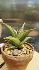 pinguicula for sale pinguicula for sale GLOUCESTER