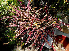 Lepismium cruciforme super for sale  San Clemente