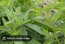 Comfrey bocking root for sale  NEWTON AYCLIFFE