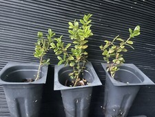 boxwood for sale boxwood for sale Martin