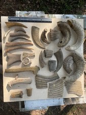 Sheep horn antler for sale  Covington