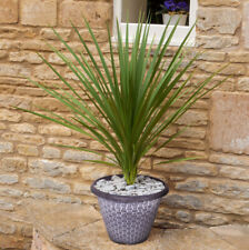 Pair cordylines decorative for sale  PETERBOROUGH