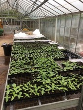 Commercial greenhouse benching for sale  BURTON-ON-TRENT