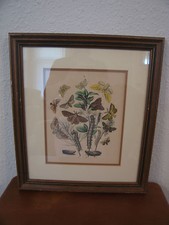 Antique colored print for sale  Saint Louis
