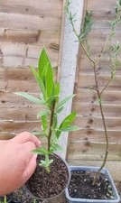 Weeping willow tree for sale  FOLKESTONE