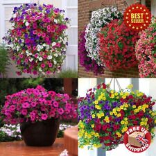Mix summer flowering for sale  OXFORD