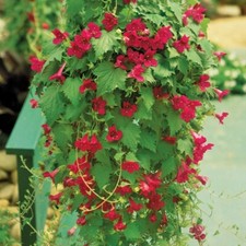 Seeds creeping gloxinia for sale  Spring City