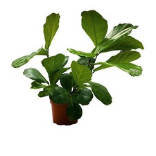 Fiddle leaf fig for sale  Apopka