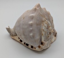 Queen helmet seashell for sale  Piqua