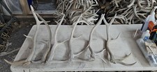 Elk shed antlers for sale  Montrose