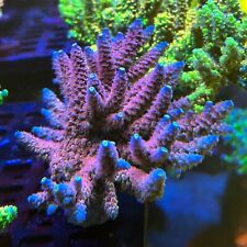 Fri thirstysreef acropora for sale  Los Angeles
