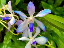 Vanda neofinetia ibrido usato  Spedire a Italy