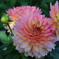 Pick dahlia clump for sale  Hayden