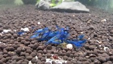 Neocaradina shrimp blue for sale  ATTLEBOROUGH