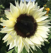 Italian white sunflower for sale  Berwyn