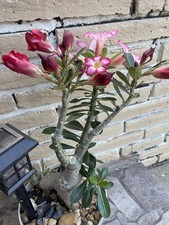 Adenium exotic colors for sale  Hollywood
