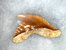 Shark tooth shark d'occasion  Expédié en Belgium