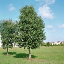 Quercus ilex 100 gebraucht kaufen  Westerstede