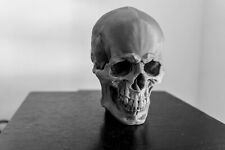 Large skull model for sale  Shipping to Ireland