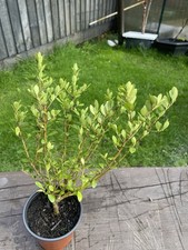 Japanese holly ilex for sale Japanese holly ilex for sale  PEMBROKE