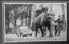 Hillman minx elephant d'occasion  Beaumont-de-Lomagne