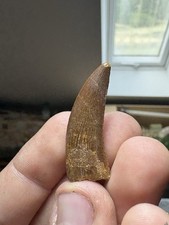 Genuine theropod deltadromeus for sale  MATLOCK