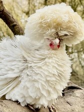 Polish bantam eggs for sale  HUNTINGDON