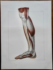 Anatomie medecine bourgery d'occasion  Sainte-Suzanne
