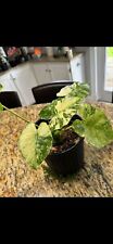 Plants for sale  Sanford