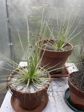 Semi drosophyllum lusitanicum usato  Gardone Val Trompia