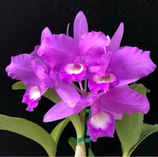 Guarianthe skinneri waldor for sale  San Francisco