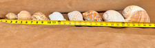 Sea shell china for sale  Warner Robins