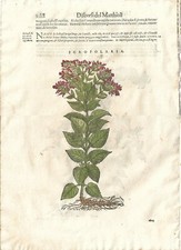 Stampa antica mattioli usato Stampa antica mattioli usato  Lecco