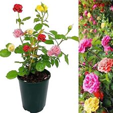 huge plant pots for sale huge plant pots for sale GLASGOW