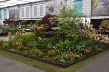 Chelsea flower show for sale  STANMORE