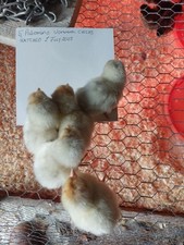 Palomino vorwerk hatching for sale  DOWNPATRICK