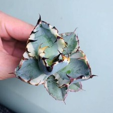 Vendita agave potatorum usato  Spedire a Italy