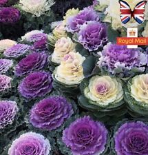 Ornamental cabbage kale for sale  CHIGWELL
