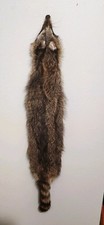 Wet tanned taxidermy for sale  Findlay