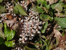 Allegheny spurge roots for sale  Mcminnville