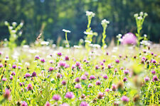 50qm kaninchengarten samen gebraucht kaufen 50qm kaninchengarten samen gebraucht kaufen  Würzburg