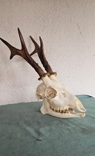 Teschio cranio capriolo usato  Roma
