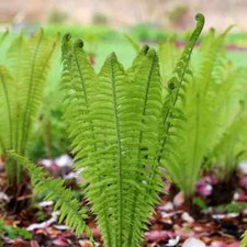 Shuttlecock fern matteuccia for sale  MIDDLEWICH