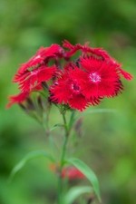 Dianthus barbatus rockin for sale  STOCKPORT