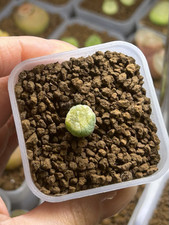 Conophytum maughanii bicarinat for sale  GLASGOW